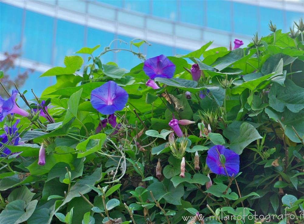 Milan (Italy) - Blue bindweed with the Lombardy Region Palace in the background